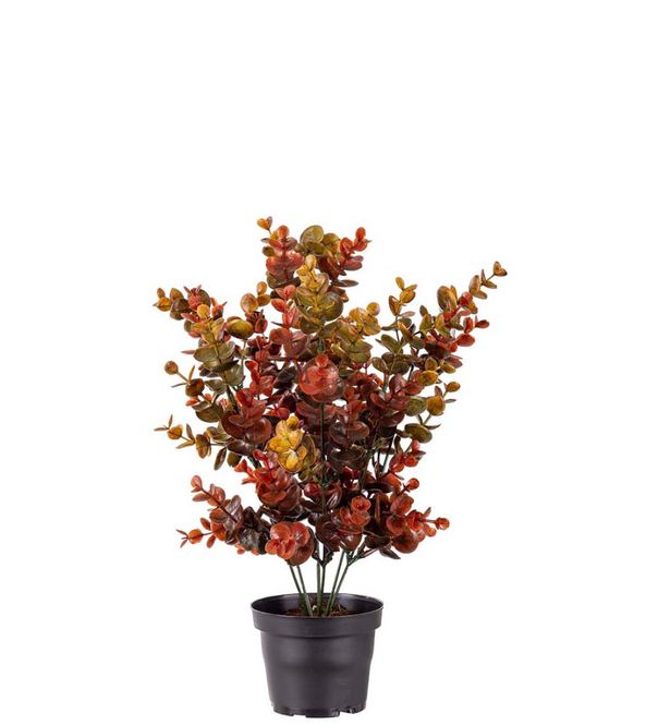 Hovedbilde Eucalyptus 40cm