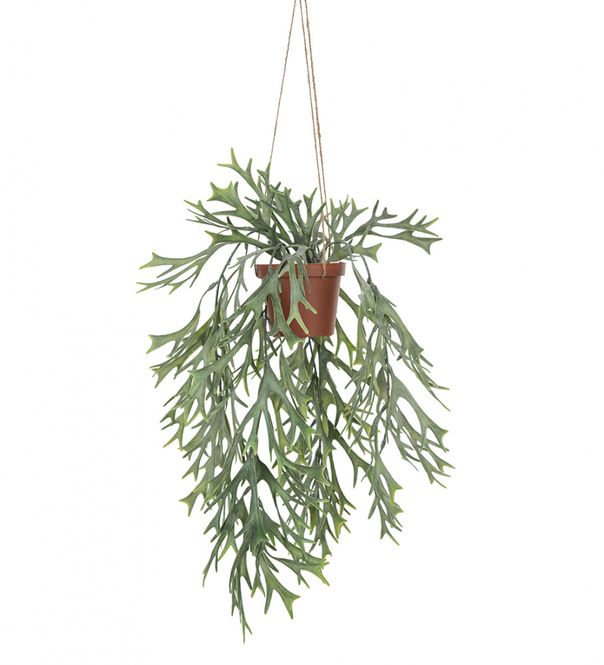 Hovedbilde Elghornsbregne 35cm