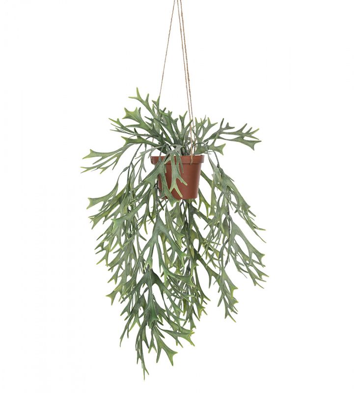 Elghornsbregne 35cm