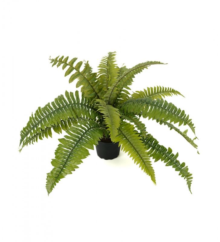 Ormbunke 30 cm