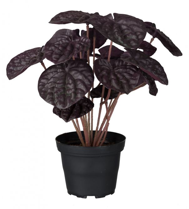 Hovedbilde Peperomia 20cm Rød