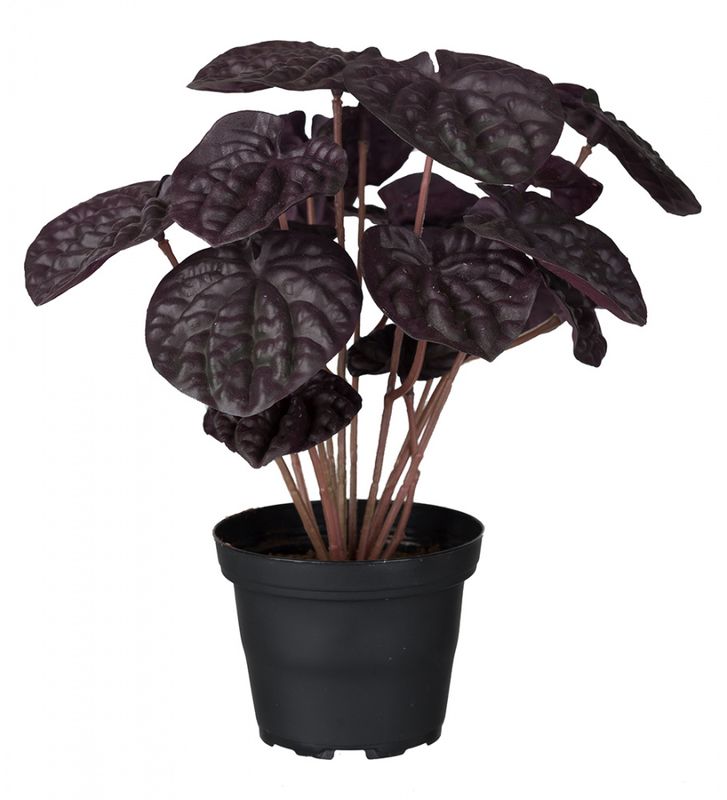 Peperomia 20cm Rød