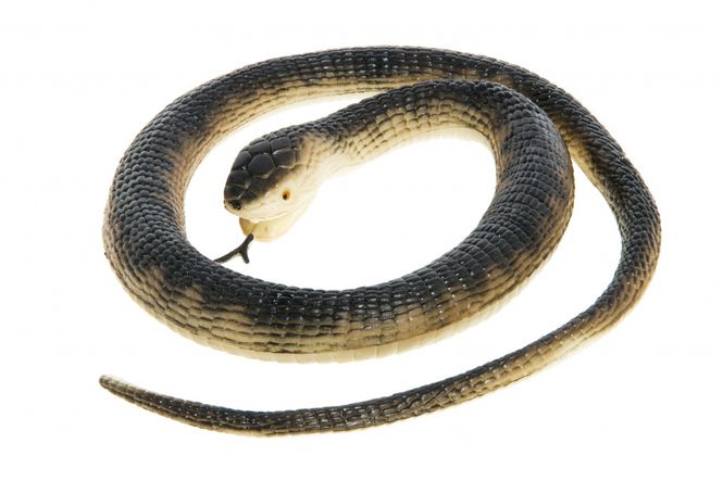 Hovedbilde Slange (skremmeslange) brun, 105cm