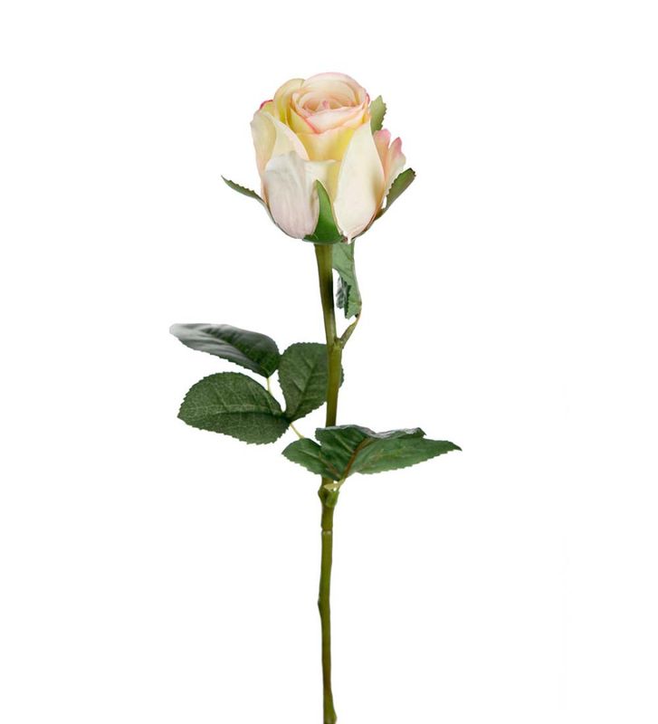 Rose Krem 50cm 
