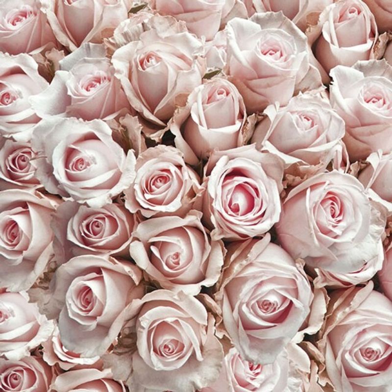 Lunsj servietter Pastel Roses