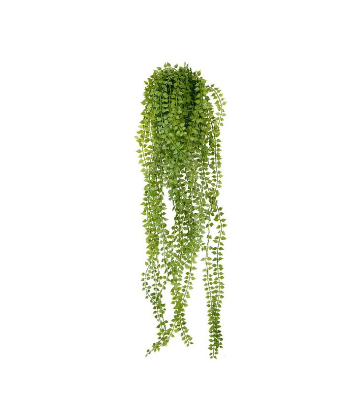 Dischidia 70 cm
