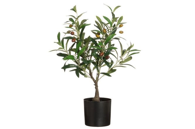 Hovedbilde Oliventre 60cm