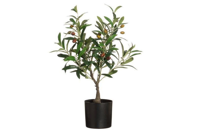Oliventre 60cm