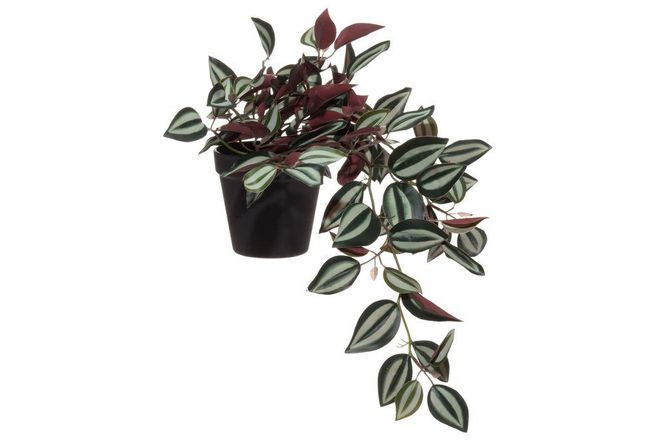 Hovedbilde Tradescantia Zebrina i potte 22cm