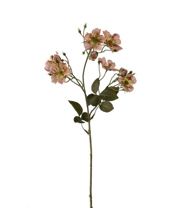 Japansk klatrerose 35cm 