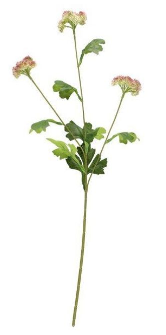 Hovedbilde Sedum blomst på stilk 60cm