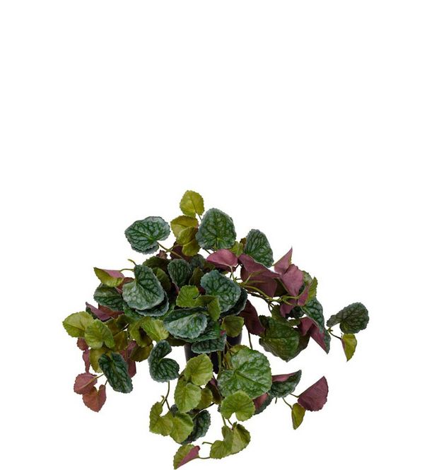 Hovedbilde Senecio 23 cm