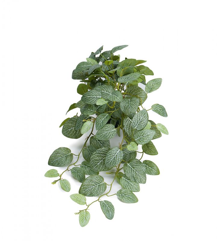 Fittonia 50 cm