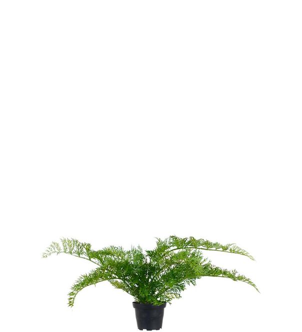 Hovedbilde Ormbunke 25 cm