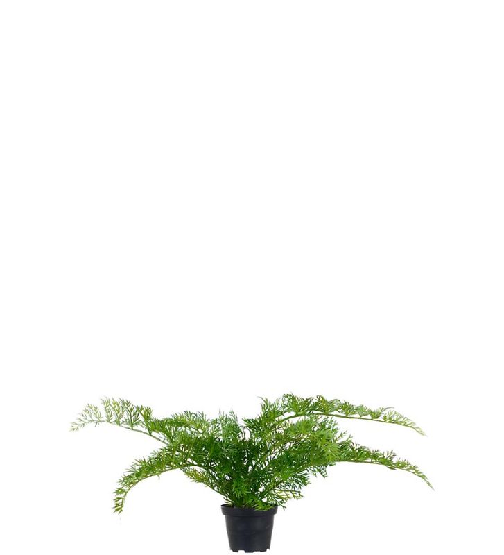Ormbunke 25 cm