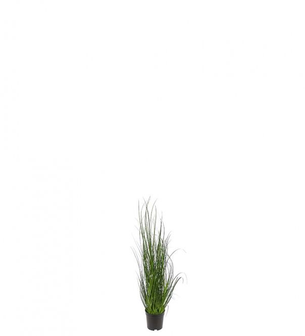 Hovedbilde Gress 70cm