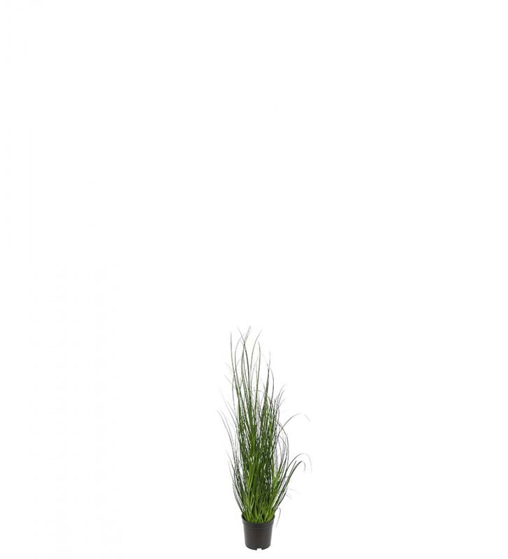 Gress 70cm
