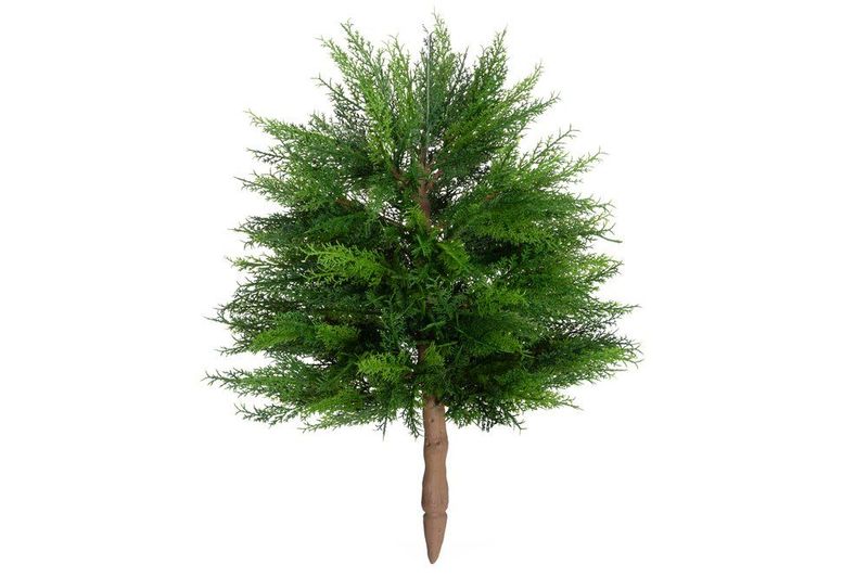 Thuja 43cm