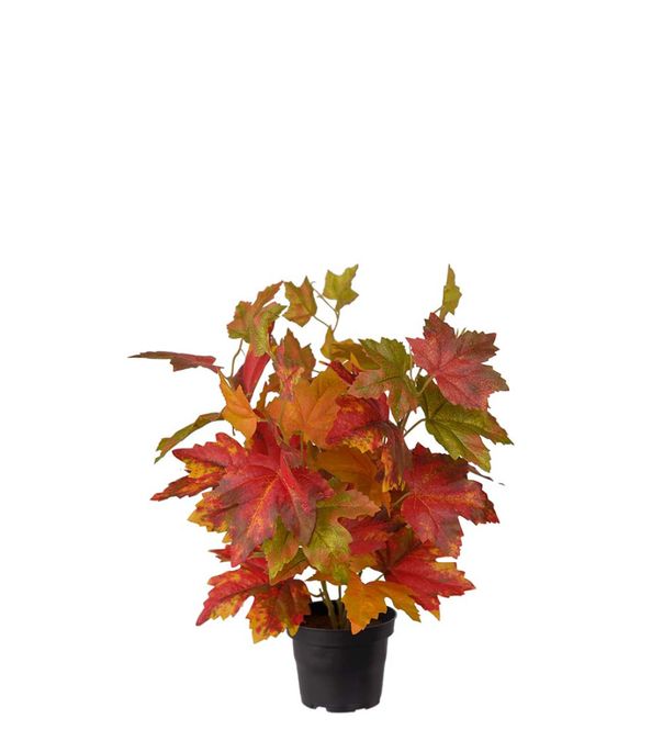 Hovedbilde Lønn i potte 35cm